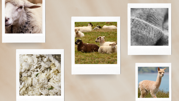 Comparing our types of wool